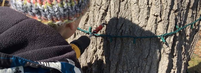 How to tap a sugar maple tree