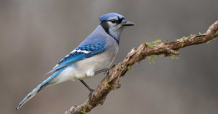 Recycled Bird Feeders